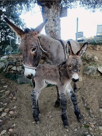Reconnaissance de l'âne Corse