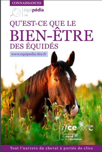 Bien-être des chevaux de sport / loisir