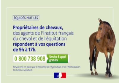 Chevaux mutilés