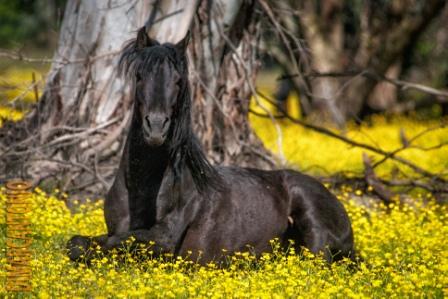 Cheval
